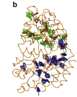 図４：セイル法により立体構造解析したタンパク質。b) MBP(分子量4.1万)