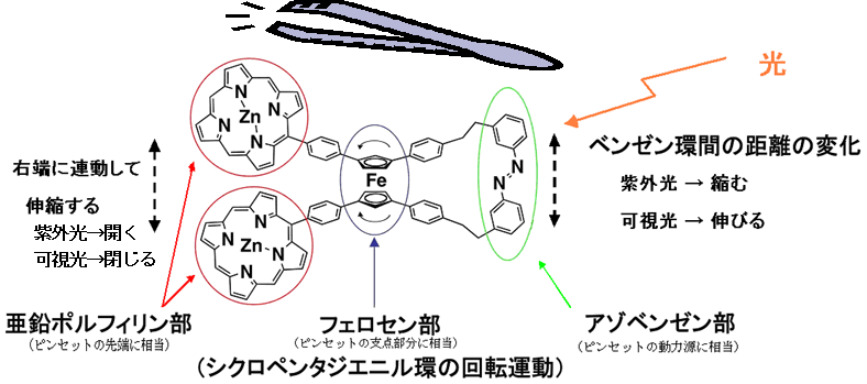 図１．光駆動分子ピンセットの化学構造と光照射にともなう動き