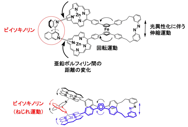 図２．光照射に伴う分子ピンセットとビイソキノリンの動き