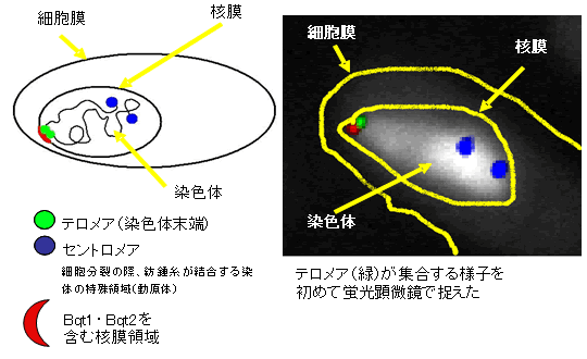 図１　生殖細胞での染色体のブーケ配置（テロメア集合）