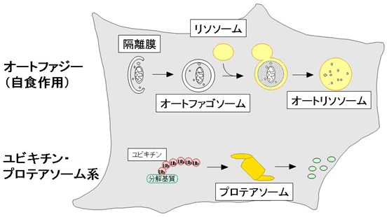 図1.オートファジーとユビキチン・プロテアソーム系の模式図