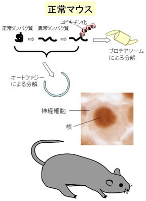 図２．今回の研究成果