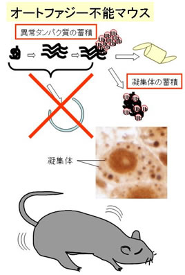 図２．今回の研究成果