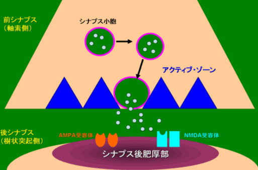 図１．シナプスの概略図