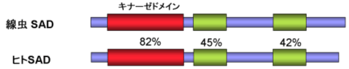 図２．SADキナーゼを発現する部位のDNA分子構造