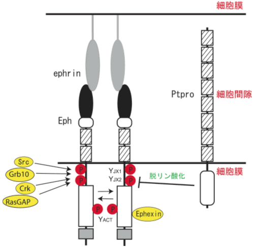 図１