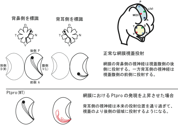 図５