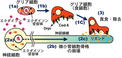 図　不必要な神経線維がグリア細胞に貪食・除去されるメカニズム