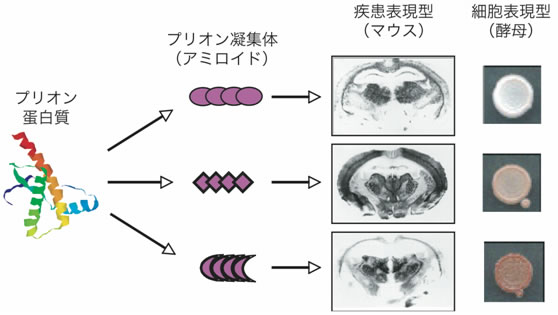 図１　異なる立体構造をもつプリオン凝集体（アミロイド）の表現型