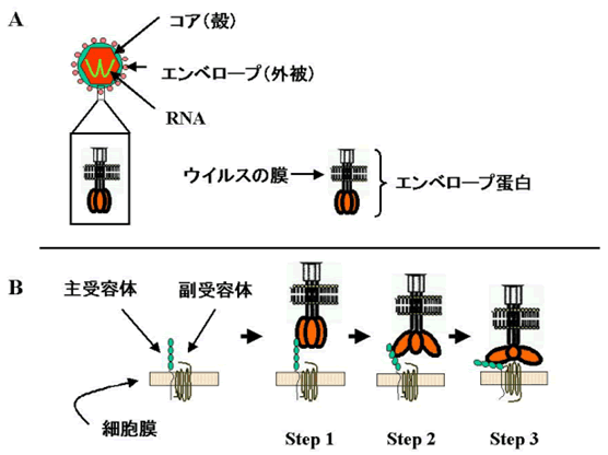 図１