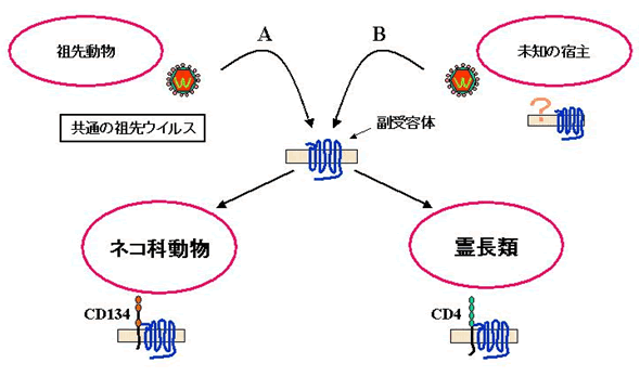 図３