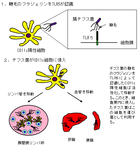 （図２）今回判明したチフス菌の増殖経路