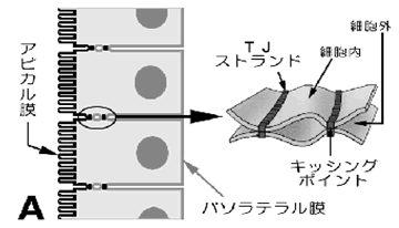 図１　上皮細胞間バリアーとして機能するタイトジャンクションの基本構造