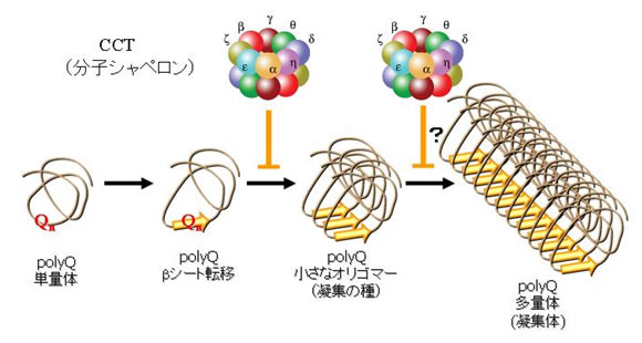 図　CCTによるポリグルタミン（polyQ）タンパク質の凝集阻害