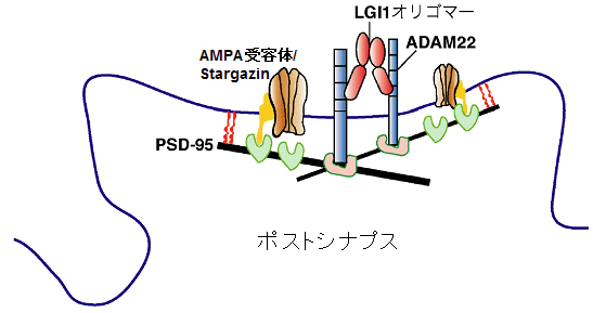 図2　LGI1とADAM22との結合によるAMPA受容体を介したシナプス伝達の制御