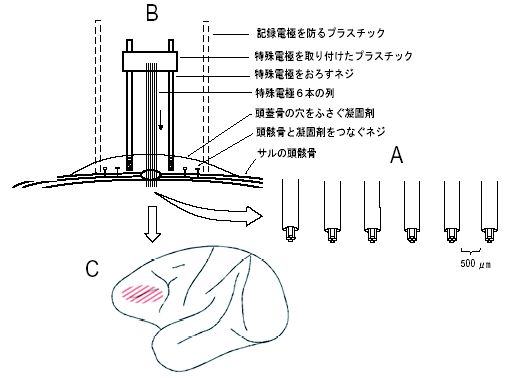 図２　脳細胞の活動の記録法