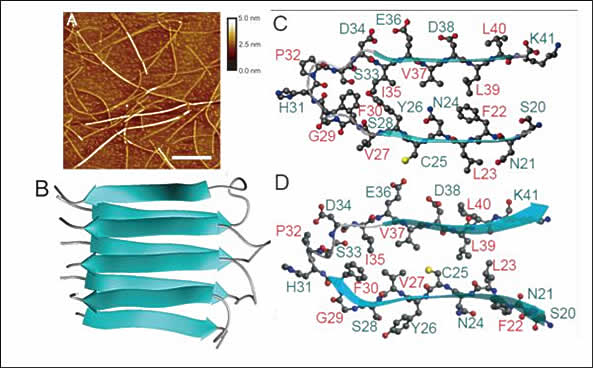 図２　β２ミクログロブリンのアミロイド線維の原子間力顕微鏡画像と立体構造