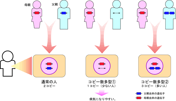 図1 コピー数多型の概念図