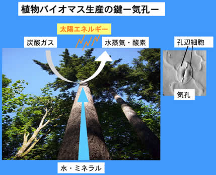 図1. 植物のガス交換・蒸散作用と気孔の作用