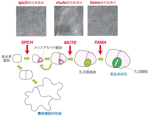 図2. 気孔の細胞分化のステップと3つのbHLH転写因子の機能