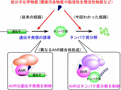 図１　今回判明した環境汚染化学物質の新たな作用経路