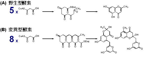 図１　野生型および変異型キダチアロエ由来ポリケタイド合成酵素が触媒する酵素反応と、酵素活性中心キャビティの構造の比較