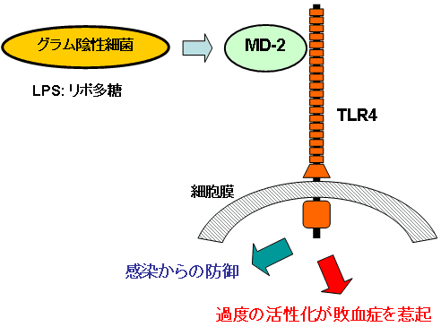 図1. 自然免疫系のMD-2とTLR4の受容体、敗血症のイメージ