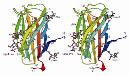 図3. ヒトMD-2とリピドIVa複合体の立体構造（ステレオ対）