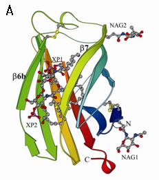 図4. リピドIVaとMD-2の結合と相互作用の詳細A