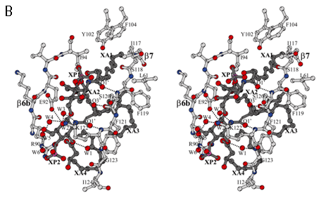 図4. リピドIVaとMD-2の結合と相互作用の詳細B