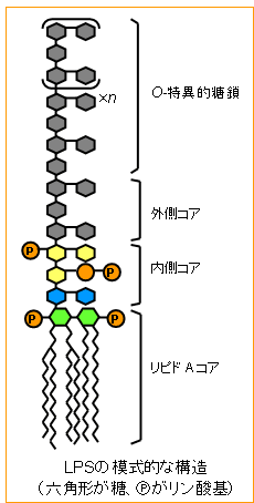 LPSの模式的な構造