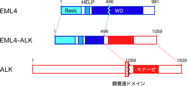 図１　EML4-ALK遺伝子によって作られるたんぱく質の構造