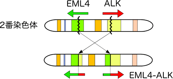 図２　肺がんにおける2番染色体短腕中の逆位