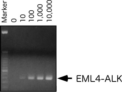 図3 PCRによる肺がん細胞の高感度検出法