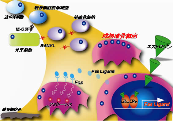 図1　破骨細胞の生涯