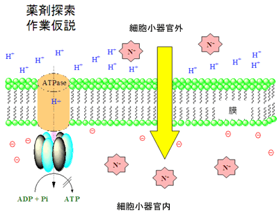 薬剤探索作業仮説