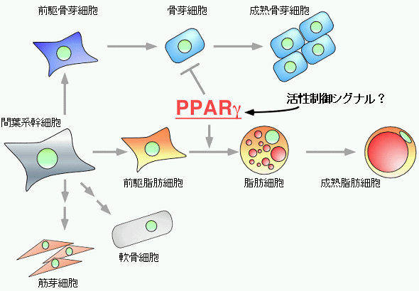 図１