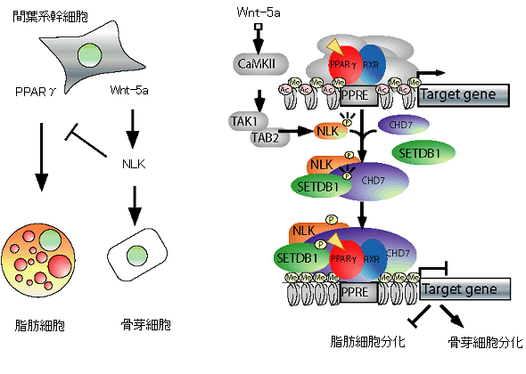 図３