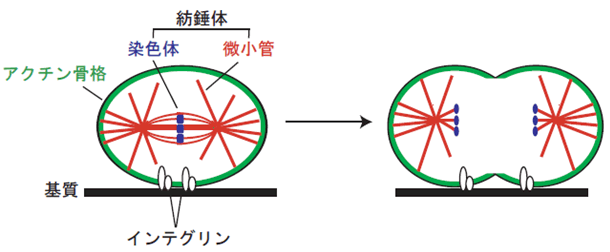 図1　接着細胞における細胞の分裂方向