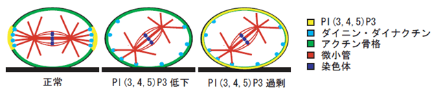図3　PI(3,4,5)P3依存的な紡錘体の方向制御のモデル図