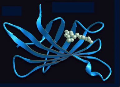 図４．アビジン・ビオチン複合体の構造