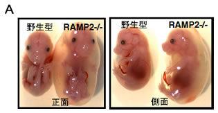 図１　RAMP2ノックアウトマウス(RAMP2-/-)胎仔の外観と血管構造の異常