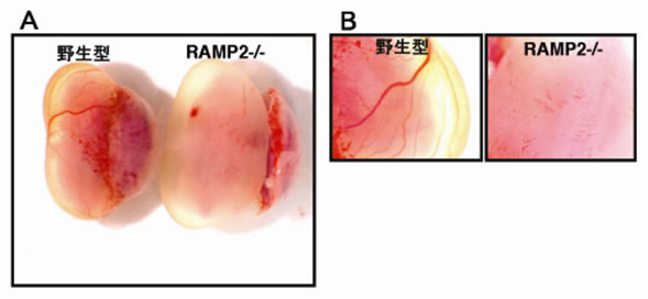 図３　RAMP2ノックアウトマウス(RAMP2-/-)胎仔の血管新生の異常