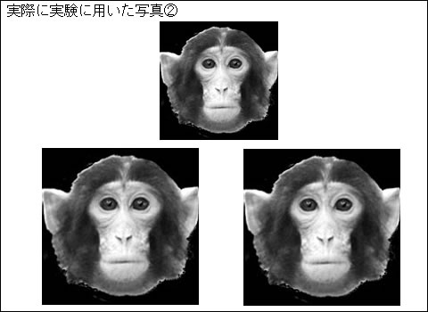 図３　実際にサルに対して、実験で用いた課題写真 実際に実験に用いた写真②