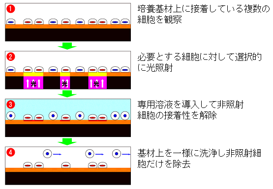 （図１）光誘起細胞接着性促進技術（PIECA）