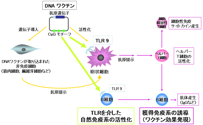 図１