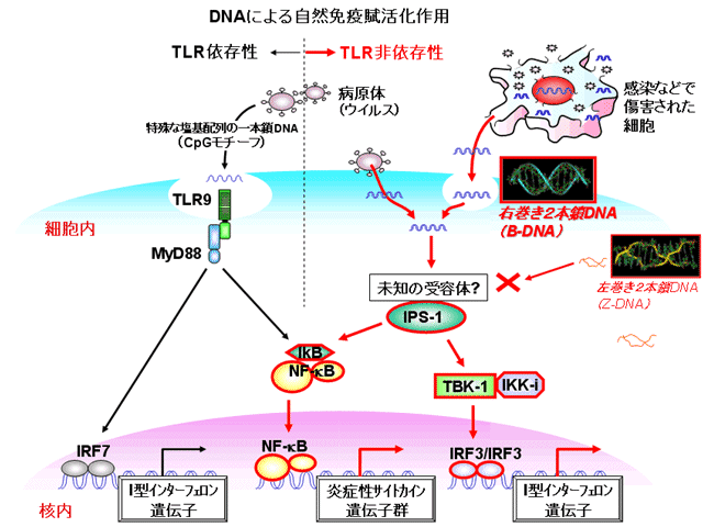 図２