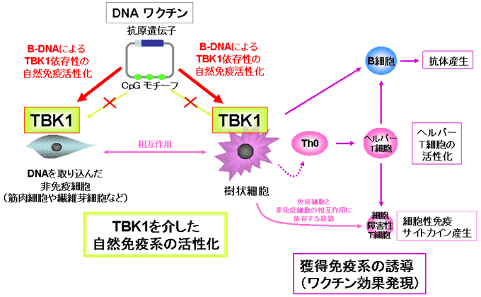 図３