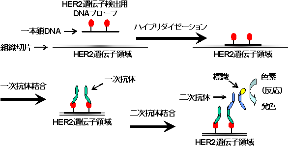 図１．可視化法による遺伝子検出の模式図