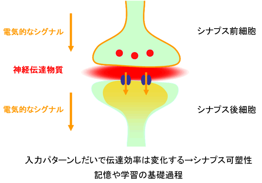 図１